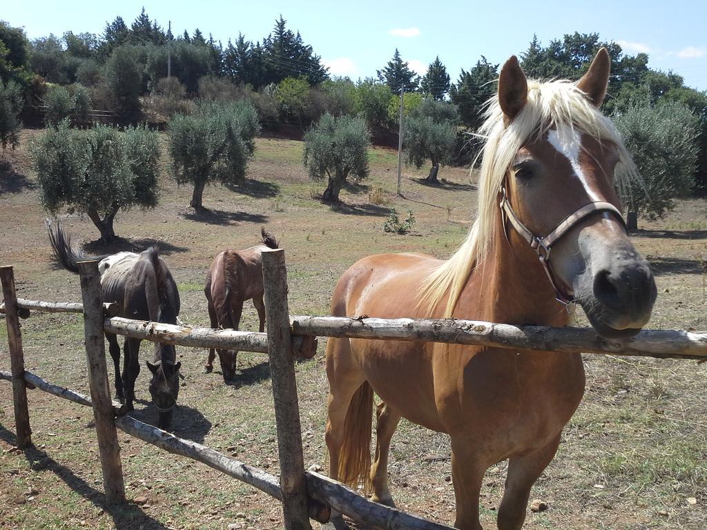 Agriturismo Terranova Pisticci Exteriér fotografie